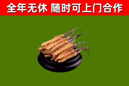 永济烟酒回收冬虫夏草.jpg